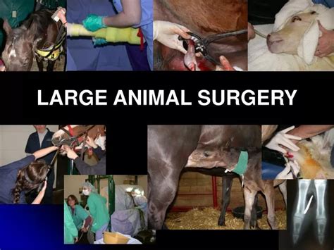 Large animal residency.  Objective A three year large animal surgery resid...