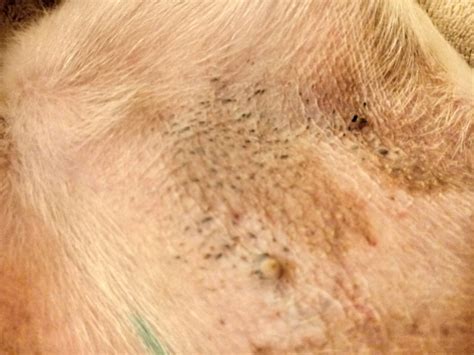 Large blackhead on dog. Signs and Symptoms. Dog acne isn't usually a serious health issue, but it's something you should be aware of. Typical signs include red bumps, blackheads, and even an occasional pustule. You may also notice your pet rubbing their face against furniture or pawing at their snout. 