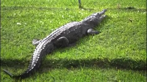 Large crocodile spotted in South Miami canal draws safety concerns from residents