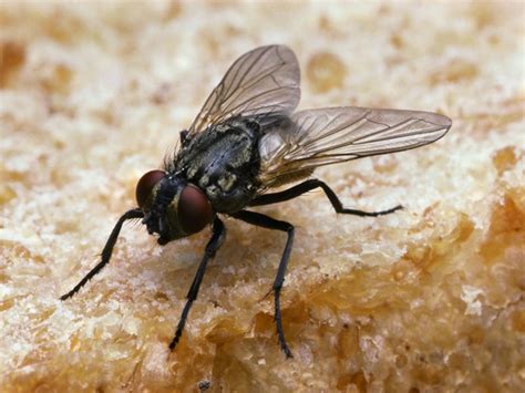 Large flies in house. Horse Flies In House When horse flies do begin appearing in your home or on your property, their buzzing becomes very annoying, and they bite ferociously whether you’re inside or outside. It’s essential to know ways to repel them, especially if you want to keep them off your lovely patio that you’ve been maintaining all summer long for friends, … 