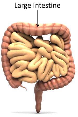 Large intestine - Wikipedia