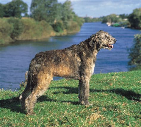 Large irish greyhound. Things To Know About Large irish greyhound. 