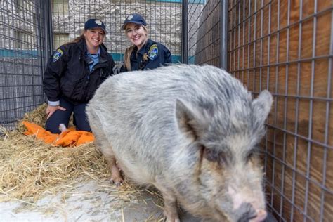 Large pig nicknamed 'Ham-rietta' found by Pleasanton police