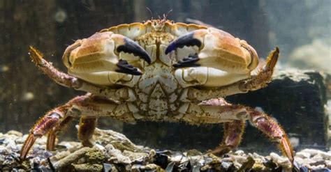 Question: Large prized crab from western US. Answer: DUNGENESS. I