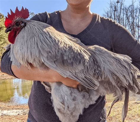 Large rooster breeds. 8. Plymouth Rock Chicken. Plymouth Rock chickens origins trace back to Massachusetts. This calm and friendly breed makes for excellent egg layers, producing … 