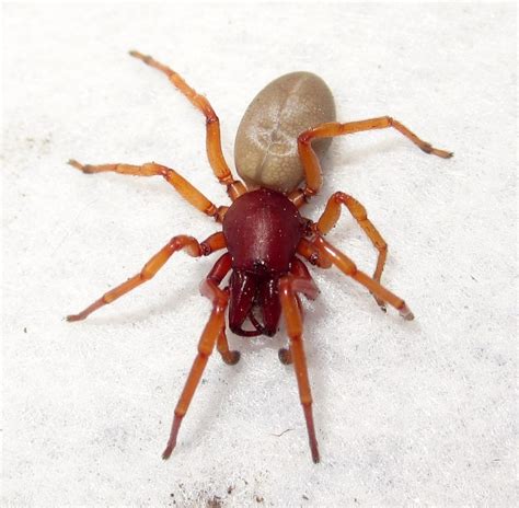 Apply online for a FREE Spider Identification Chart with FIRST AID spider bite procedures - color A4 size - Ready Reference Guide to common USA spiders. Featured are the brown recluse, black widow, hobo spider, wolf spider, white-tail spider, black house spider, huntsman and other spiders with notes to aid in identification.. 