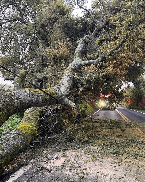 Large tree down in Napa, delays expected