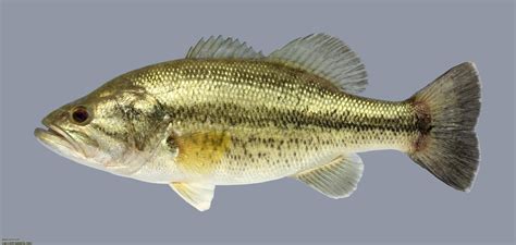 Largemouth Bass (Micropterus salmoides) - FWS.gov