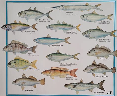 Larger community fish.  Juveniles found inshore.  Some will occupy higher l...