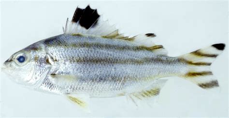 Largescale Grunter, Terapon theraps Cuvier, 1829