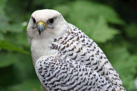 Largest Falcon In The World: The Gyrfalcon Misfit Animals