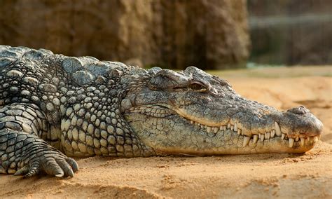 Largest animal in the world. 6 days ago · Saltwater crocodiles are the World’s largest crocodile species and the World’s largest living reptile. 2. Male saltwater crocodiles have been measured at 23 feet (7 meters) in length and weigh ... 