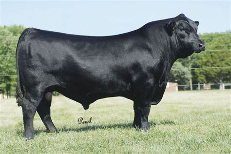 Angus cattle are beautiful and strong black ca