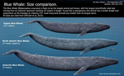 Largest blue whale size. The blue whale (Balaenoptera musculus) is the largest known animal in the history of the planet. It can reach the astounding size of over 33 m in length, ... 