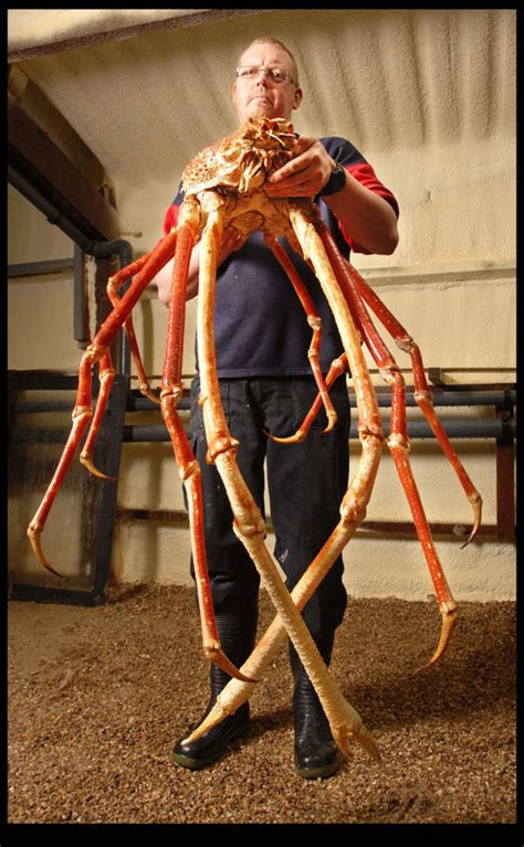 The auctioneers said this crab smashed records for being the priciest crab ever sold! It was a giant crab, measuring 14.6 cm (5.74 inches) wide and weighing 1.2 kg (2.7 pounds).. 