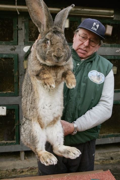 Largest rabbit breed. The Checkered Giant Rabbit is a breed that truly lives up to its name – large and in charge. They are one of the largest rabbit breeds, with an adult often weighing between 11 to 16 pounds, alongside distinctive black ‘checkered’ markings etched on its predominantly white fur. 
