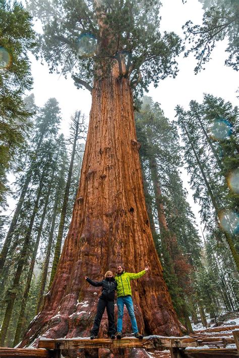 Largest trees in the world. As such, the immense radiation of the world’s largest tree genus may serve as a model for further detailed research, for example at the population level—integrating transcriptomic, proteomic ... 