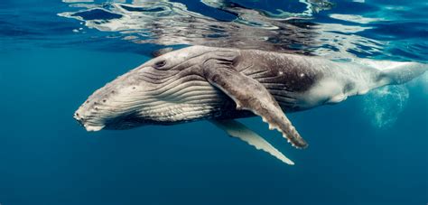 Largest whale. Top 10 biggest whales. According to wildlifetrip.org, the 10 largest whales are as follows: Blue Whale - 98 feet. Fin Whale - 90 feet. Sperm Whale - 67 feet. Right Whale - 60 feet. Bowhead Whale ... 