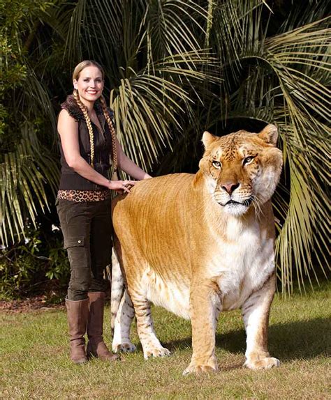 Largest wild cat Guinness World Records