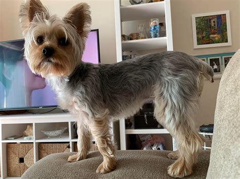 The average cost of a Yorkshire Terrier, also known as a Yorkie, is between $500 and $700 for a puppy, as of 2015. There are many factors that determine the price of a Yorkie, incl...