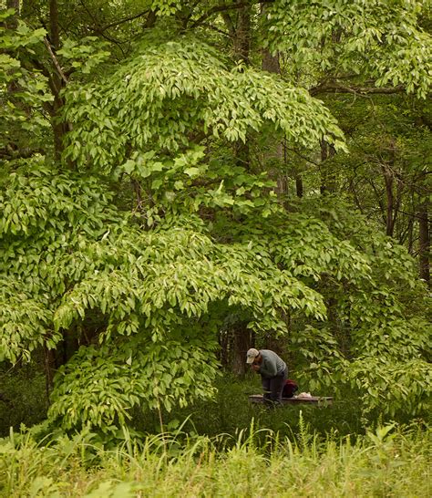 Larkspur conservation.  Community.  Journal Posts.  Larkspur Conservation at Taylor Hollow · ...
