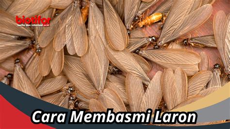 Profile picture of Laron Lebsack