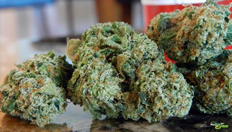 Larry Og Medical Marijuana Reviews - THC Finder