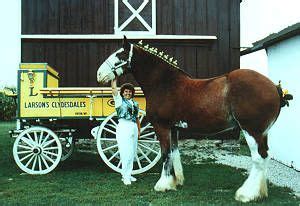 Larsons Famous Clydesdales tourist attraction in Ripon Wisconsin …