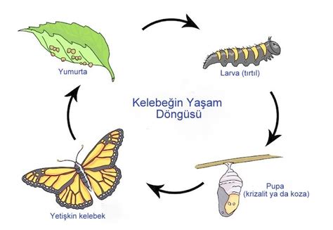 Larva kelebek