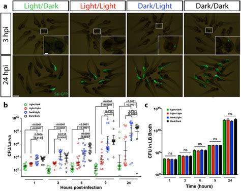 Larvae infected with Salmonella during light exposure …