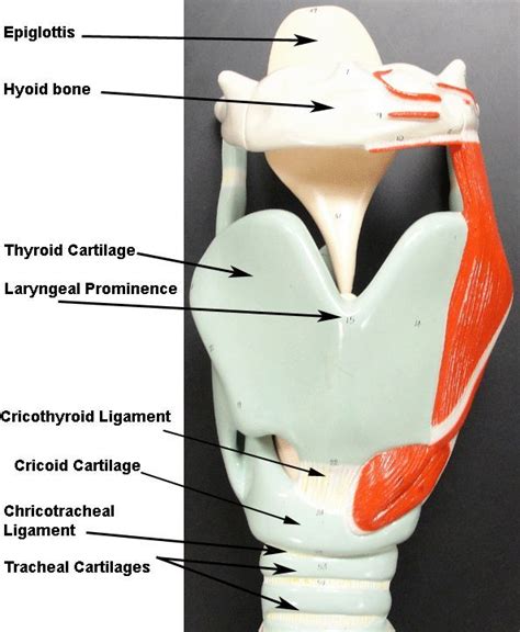 Larynx Model Template