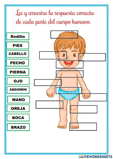 Las Partes Del Cuerpo Parts Of The Body Worksheet For kulturaupice