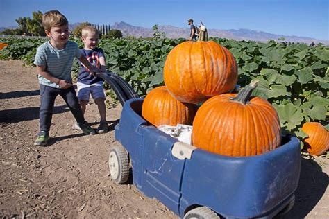 Las Vegas pumpkin patches open, hoping for best amid pandemic