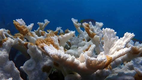 Las altas temperaturas oceánicas en Florida ocasionan un evento masivo de blanqueamiento de corales
