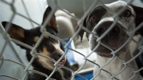 Las cruces animal shelter. Things To Know About Las cruces animal shelter. 