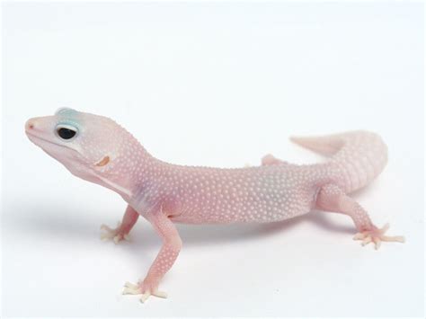 Leopard Gecko Morph: 22 Las Vegas Patternless Albino Snow, Sex: female, subadult, Birth: 2022, Weight: 37g, Prey: ? ?, Price: $100, Seller: MTgecko and Ball python .... 