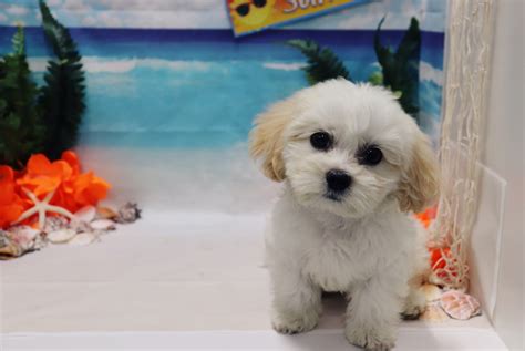Las vegas nevada puppies. Malshi is as a result of a cross between purebred Maltese and Shih Zhu, which gives it the name Maltese Shih Zhu or Malshi, Malti-zu, Malt-tzu, Mal-shi, and Shih-tese. The perfect companion anyone could ask for. Discover more about our Malshi puppies for sale below! The Malshi cross breed developed in the early 90s. 