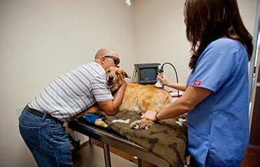 Laser Therapy For Dogs Ingleside Animal Hospital