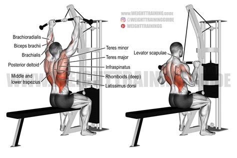 Lat Pulldown Form Guide & Exercise Video Tutorial