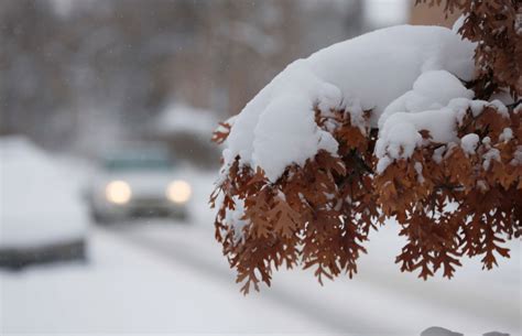 Late Autumn snowstorm could spell trouble for leafy trees