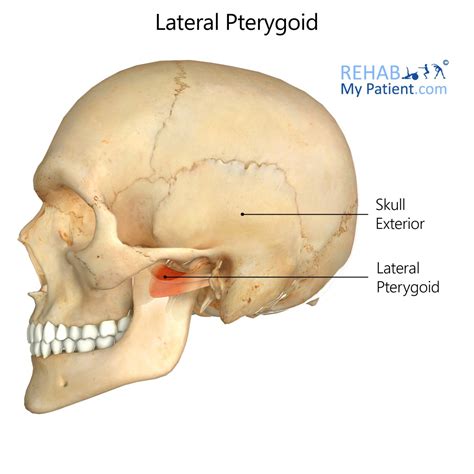 Lateral Pterygoid Rehab My Patient