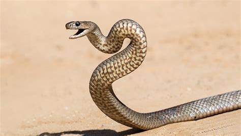 Latest Far North snake bite victim rushed to Cairns Hospital