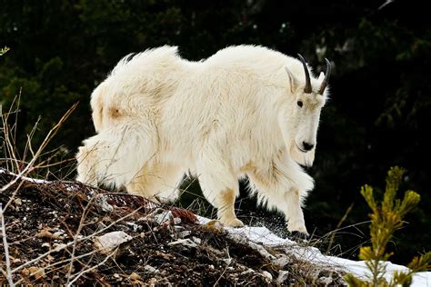Latest mtn goat newsletter. On Saturday, August 19, a mountain goat on Utah's Mount Timpanogos sent an off-leash retriever tumbling over a cliff to its death as the dog owner watched from a nearby hiking trail. In prior ... 