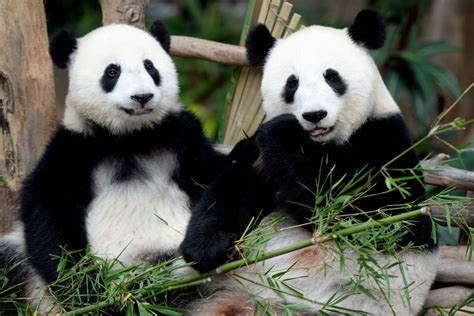 Latest pair of enormous pandas to reach in Malaysia in the middle of November.