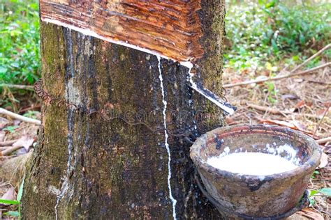 Latex Extracted from Rubber Tree Source of Natural Rubber Stock Photo