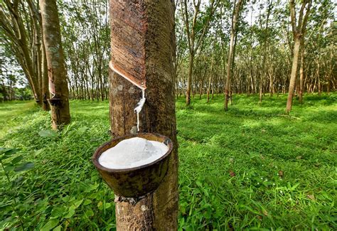 Latex rubber tree. On rubber plantations, workers cut slits in the tree bark and collect the latex, which contains about 30 percent rubber. To produce rubber for solid products, such as tires and shoe soles, chemicals are added to coagulate, or thicken, the latex. Latex can also be concentrated for producing dipped goods, such as surgical gloves. 