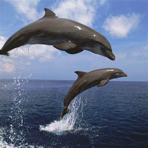 dal. -. fihn. ) noun. 1. (animal) a. el delfín. (M) The dolphin leaped out of the water.El delfín saltó fuera del agua.. 