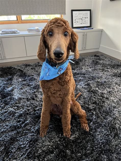 Laughing dogs davis.  297 Followers, 175 Following, 60 Posts - Laughing D...
