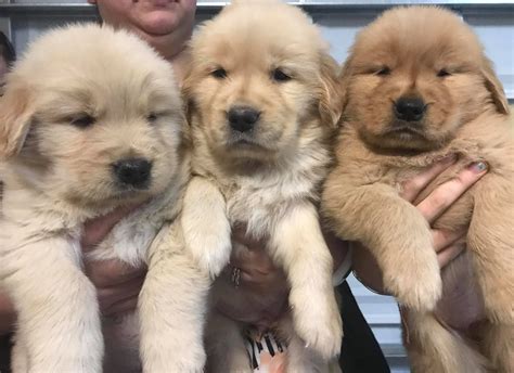 Laurell golden retrievers.  They&rsquo;re particularly noticeable in classi...