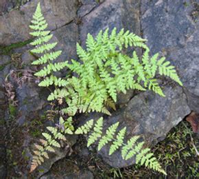 Laurentian Bladder Fern (Cystopteris laurentiana)